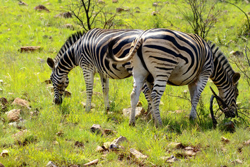 Zebras in Pilanesberg Game Reserve, South Africa