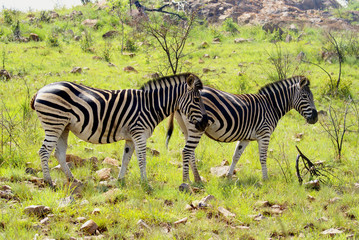 Fototapeta na wymiar Two zebras in Pilanesberg Game Reserve, South Africa