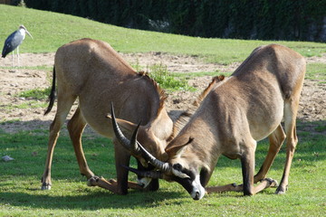 Naklejka na ściany i meble Gemsbok antelopes fighting on knees