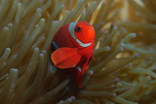 Clownfisch
