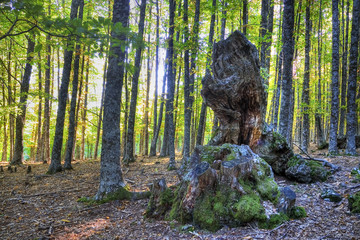 Castañar del Tiemblo