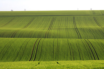 Champ de céréales au printemps