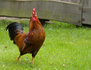 Der Hahn auf der Wiese