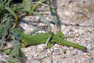 Lézard vert