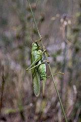 Sauterelle verte