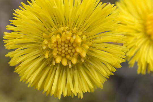 Fleur de tussilage