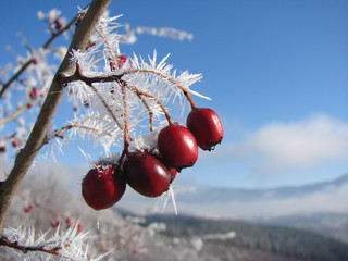 Frozen berries