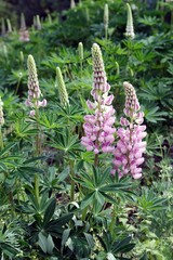 Obraz premium flowers Lupinus polyphyll