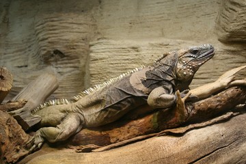 colourful reptile in big terrarium