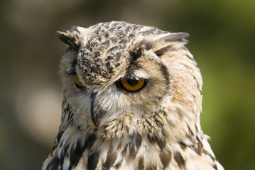 Bengal Eagle Owl