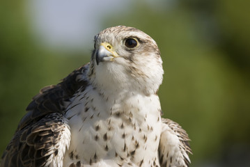 Saker Falcon