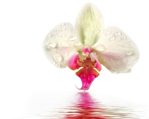Fototapeta na wymiar kruche orchidea