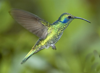 Fototapeta na wymiar Hummingbird-Green violet ucho