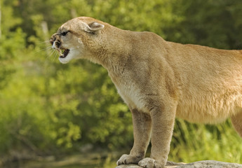 Cougar growl