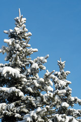 Winter fir