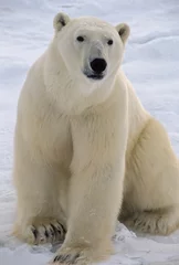 Crédence de cuisine en verre imprimé Ours polaire Ours polaire dans l& 39 Arctique canadien