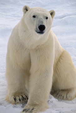 Polar bear in the Canadian Arctic