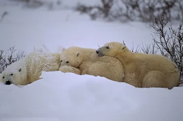 Crédence de cuisine en verre imprimé Ours polaire Polar bear with her cubs