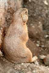 Chien de prairie