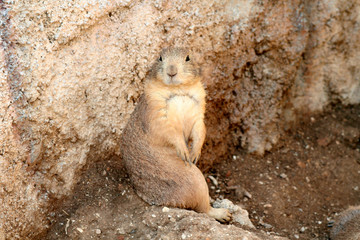 Chien de prairie à l'affût