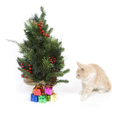 Yellow kitten and tree