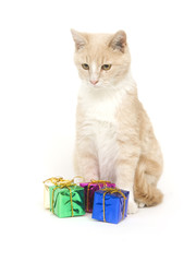 Yellow kitten and presents