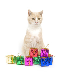 Yellow kitten and presents