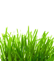 Closeup of green grass isloated on white