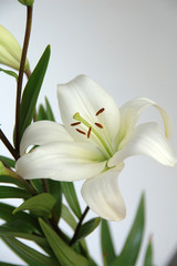 Obraz premium lily