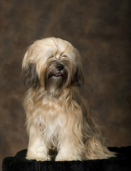 Tibetan Terrier