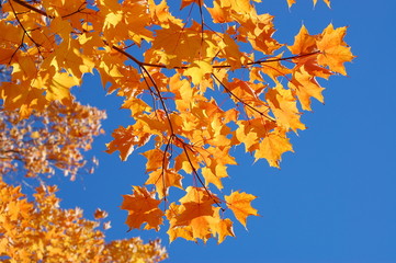 Fall beautiful leaves III