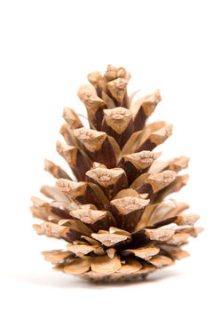 Gold 18 Pi/èces D/écorations De Pommes De Pin De No/ël D/écorations De Boules De Sapin No/ël Pomme Pin Naturel Avec Pendentif Cha/îne Or//Argent//Or et Argent Pommes De Pin Pour D/écorations De No/ël