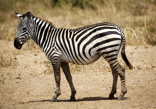 A Zebra