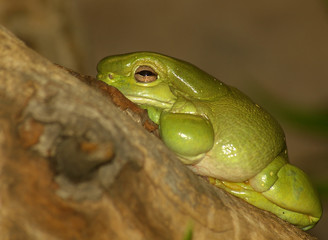 Green Tree Frog