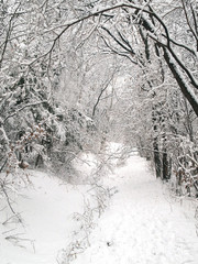 snow forest trail