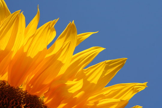 Sunflower's petals