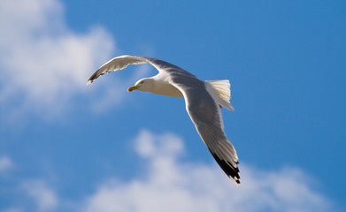 Silbermöwe