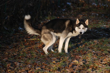 Husky muss mal