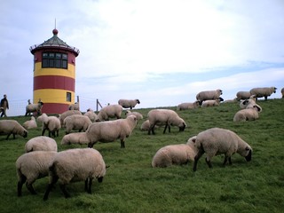 Schafe am Deich