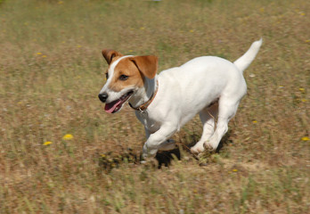 course de jack russel