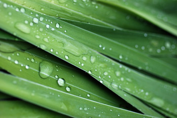  gouttes; eau, feuilles; vertes,macro;fraicheur,pluie,exterieur,