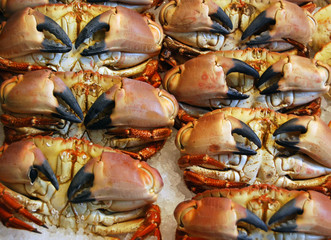 Crabs for sale