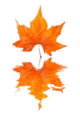 Maple leaf reflected