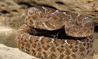 Snake-Red diamond rattlesnake(crotalus ruber)