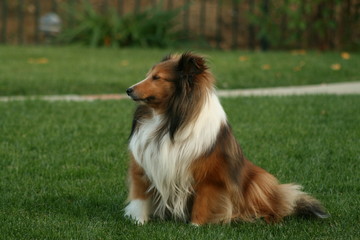 sheltie 201