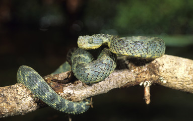 Snake-African bush viper (atheris chloroechis)