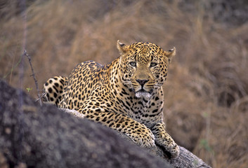 Africa-Leopard