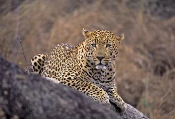 Wandcirkels plexiglas Africa-Leopard © outdoorsman