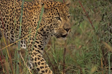 Fototapeta premium Afryka-Leopard