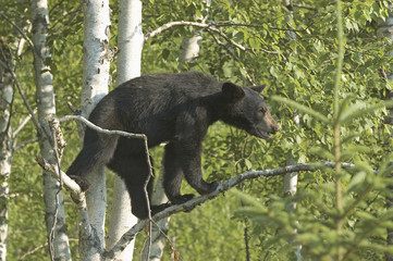 Black bear cub © outdoorsman